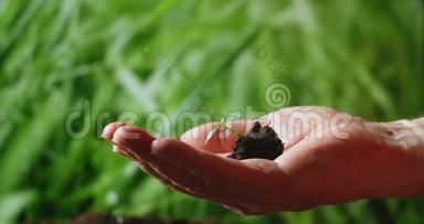 手捧小树进行种植.. 绿色世界地球日的概念。 手握年轻的植物，模糊的绿色自然